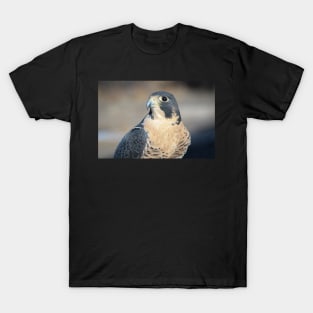 Peregrine Falcon T-Shirt